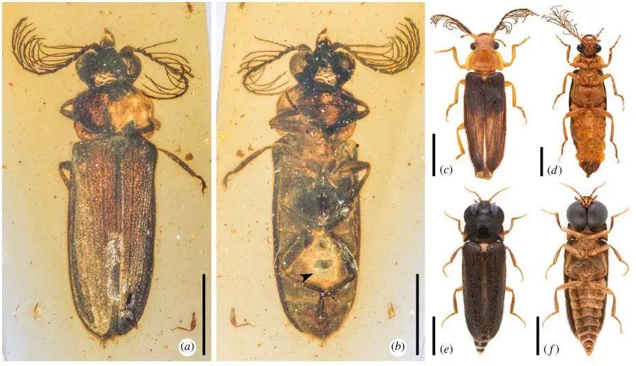 揭秘古老琥珀化石，一亿年前萤火虫的闪烁秘密，琥珀化石揭秘，探寻一亿年前萤火虫的闪烁之谜